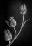 344 - TULIPS IN MONOCHROME - BELL LINDA - wales